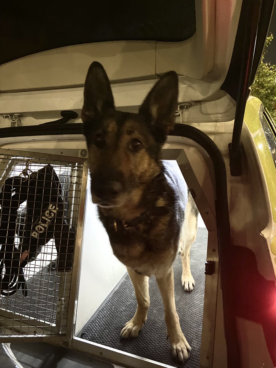 MetTaskforce's tweet photo. Good girl! Tonight PD Bella was deployed in #Ruislip where a suspect was seen changing plates on a stolen van. On arrival she chased and detained them and helped local officers seize a large number of tools used to commit theft @MPSRuislip @MPSSouthRuislip
#NWDSU #DogSection ๐ https://t.co/SXZWoW5nns