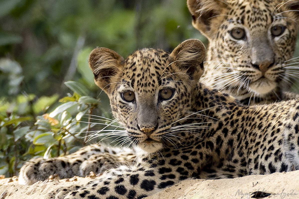 Leopard no 89 : Kumbuk Villa By Road Female 1. The other cub of Cleopatra and sister of Leopard no 88.

#srilanka #srilankansafari #wilpattu #canonwildlife #BBCwildlifePOTD #yourshotphotographer #leopard #srilankanleopard #leopardsofwilpattu 
#leopardstudy