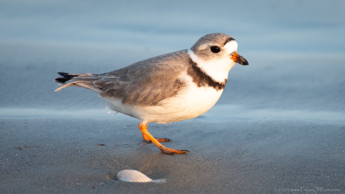 @bernabephoto Piping Plover #ChanceForAllLife #Bird #Birds #Birding #BirdWatching #Photography #BirdPhotography #BirdingPhotography #Nature #Wildlife #PoemOfRain #EarthDay #EarthDay2024