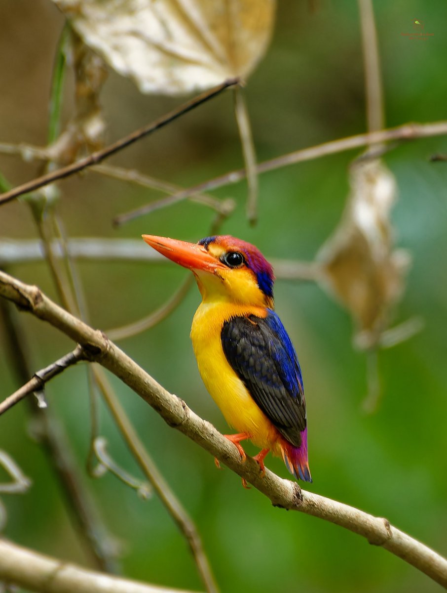 Oriental Dwarf Kingfisher Andaman & Nicobar Islands, India #birds #ThePhotoHour #birdwatching #birdphotography #BirdsSeenIn2024 #birding @natgeowild @BBCEarth @Discovery @PazyBirds @miajbirdkartoj @AMAZlNGNATURE