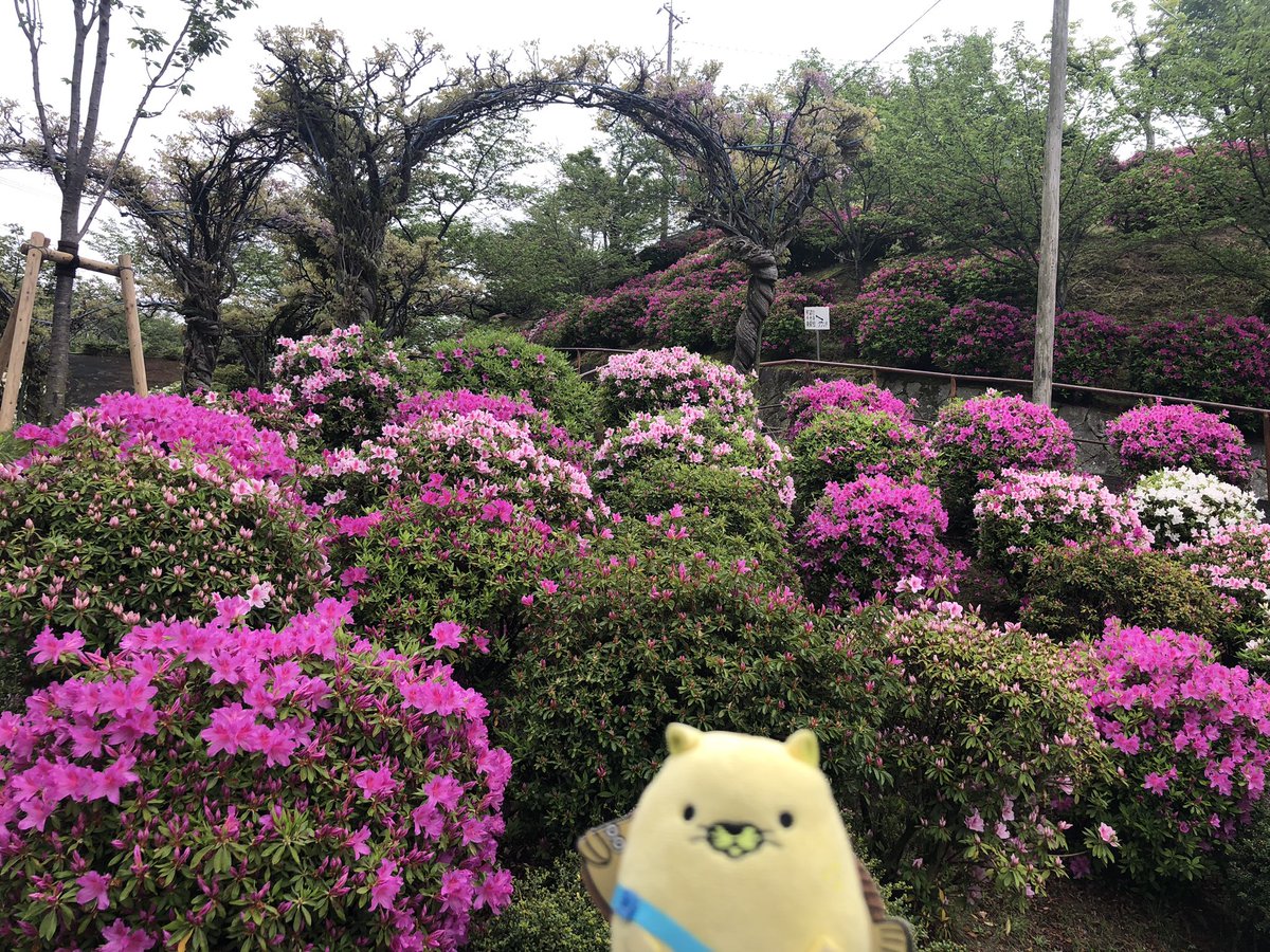 千光寺公園に行ったらツツジの花がキレイだったにゃモ〜(*´ω｀*)♪ 連休まえだからとってもしずかだったにゃモ〜♪ (:3_ヽ)_のほほん♪ #にゃモン #レモン #キャラクター #千光寺公園