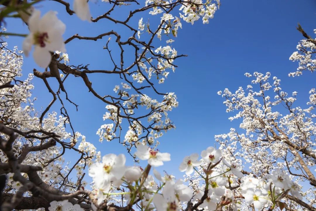 ExploreGansu's tweet photo. 💮💮The Shichuan Ancient Pear Orchard in #Gaolan county of #Lanzhou, #Gansu province, is currently adorned with an endless tapestry of pear blossoms in full bloom.
😀👏A breathtaking sight not to be missed! #GansuBlooms #SpringinGansu #GansuBeauty #VisitGansu https://t.co/S2RSCl4FLI