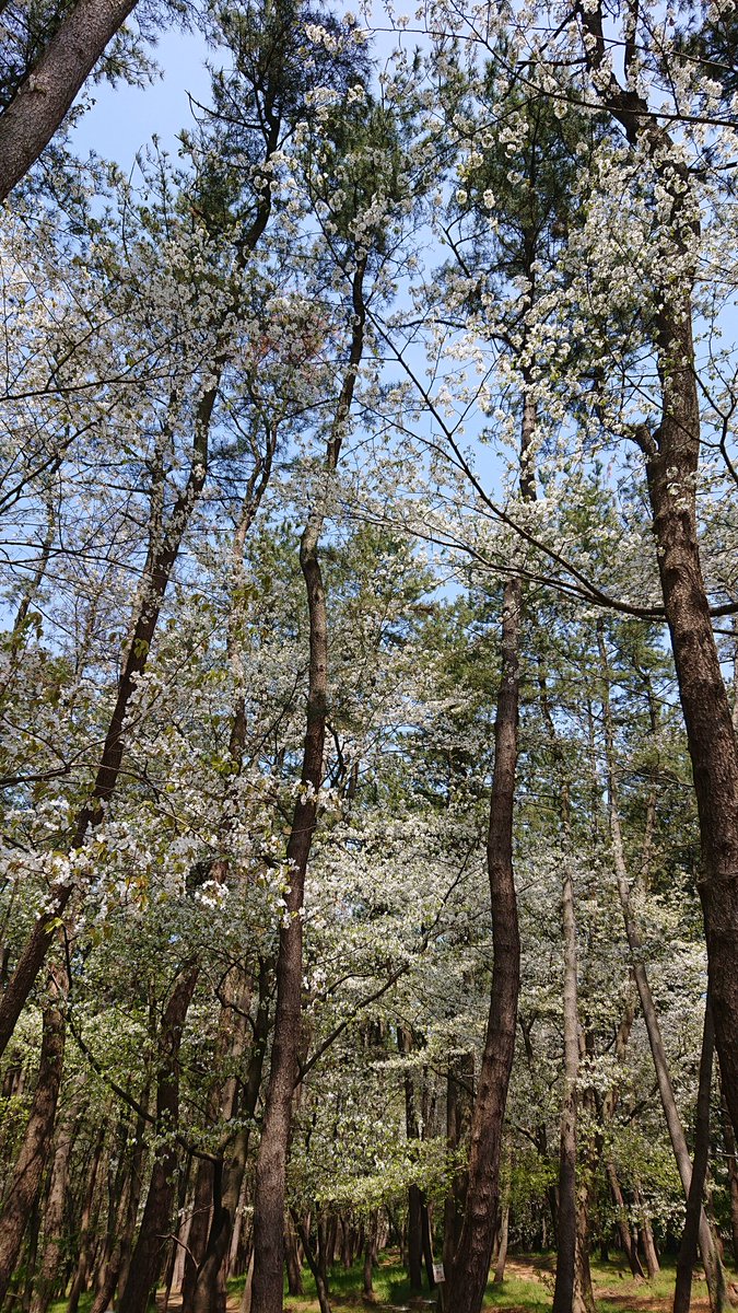 万里の松原
山桜🌸