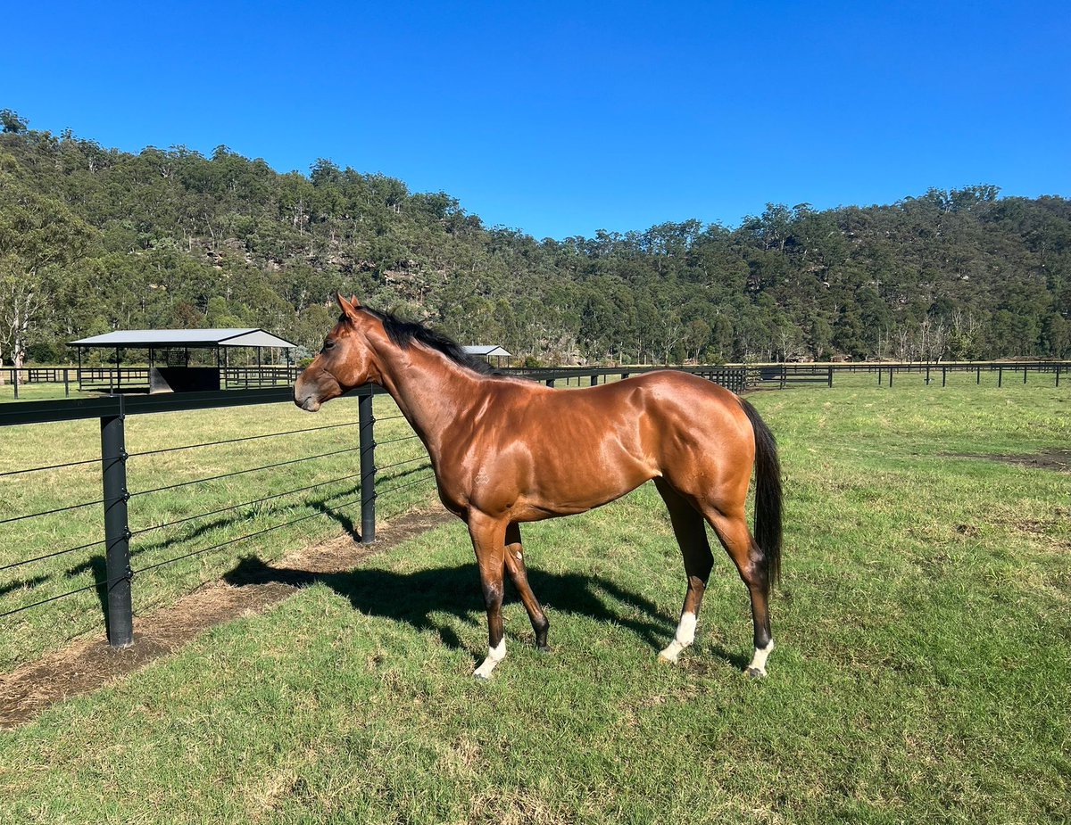 🌞Vexxy back on farm after a positive prep with Richard & Will Freedman. This 2yo filly by Castelvecchio will have a short break before heading back in to @rosehillgardens 🖤#spring