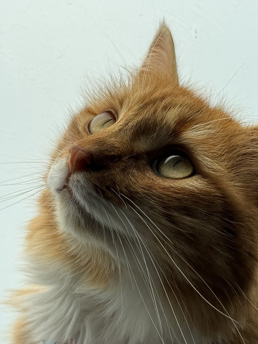 Cat updates 🐈