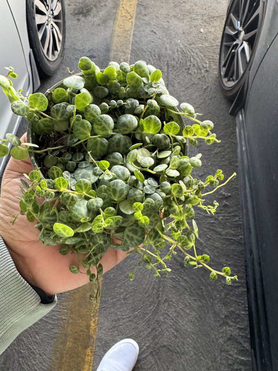 its___ff's tweet image. busy day with plants