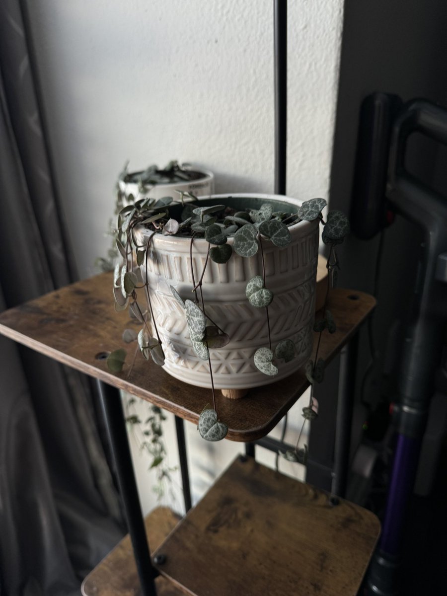 its___ff's tweet image. busy day with plants