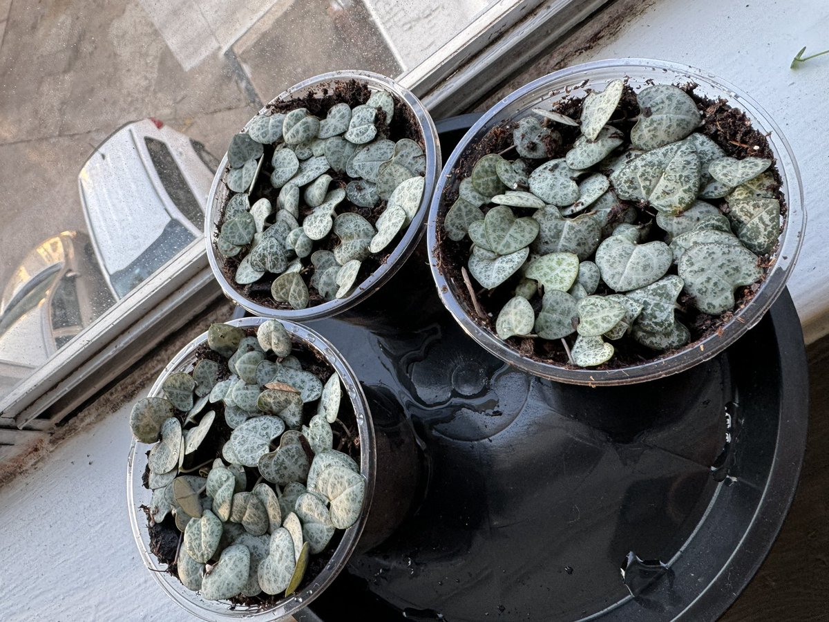 its___ff's tweet image. busy day with plants