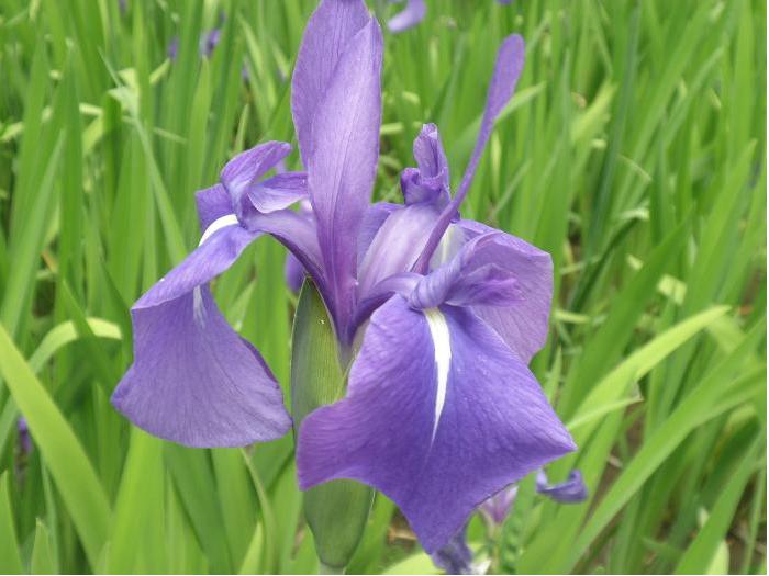 AichiNow_en's tweet photo. The city of #Chiryu is a hot spot for water irises, making it a must-see spot for summer flower lovers😄🌷 https://t.co/Zbh7blNEul During the Historic Yatsuhashi Water Iris Festival, all sorts of cultural, hands-on, and other fun-filled events too! #AichiNow https://t.co/IkDqflMyuy