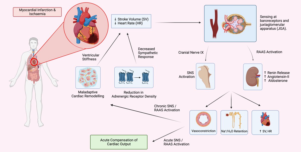 ☘️Welcome to read Review in Volume 24 (2023) @RCMjournal ⭐️'Healing the Ischaemic Heart: A Critical Review of Stem Cell Therapies' by Rajesh Katare et al. #IHD #ischaemic #heart #cardiac #stemcell #myocardium 📢Text: imrpress.com/journal/RCM/24…