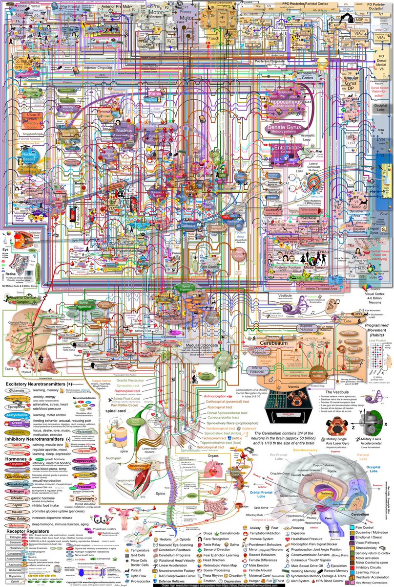 SciencNews's tweet photo. Simplified brain map (high resolution version 2024) 

#brain #Anatomy #MedEd #MedX #Neurology #neuroscience #Science 

Source: https://t.co/qdHWOHLsFa https://t.co/ivYS0xnIUD