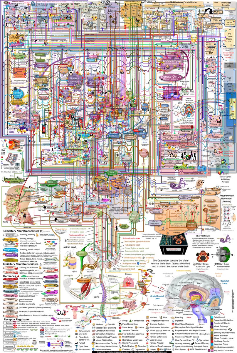 Simplified brain map (high resolution version 2024) 

#brain #Anatomy #MedEd #MedX #Neurology #neuroscience #Science 

Source: thehighestofthemountains.com/brainmaps.html