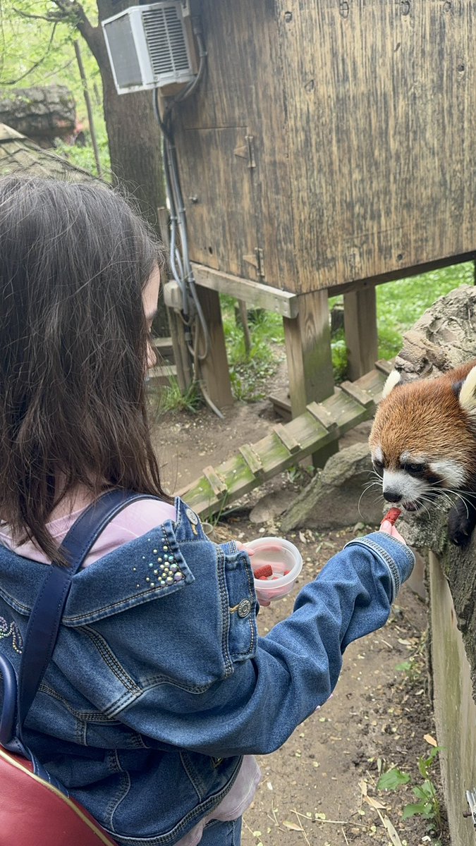 I only get on twitter to check my DMs because I’m busy being unhinged on threads but currently I’m reading some ARCs, Hailey just had her tenth bday and my grandma killed it on her cake, we got to feed Red Pandas, I am obsessed with TTPD and that’s what you missed on Glee.