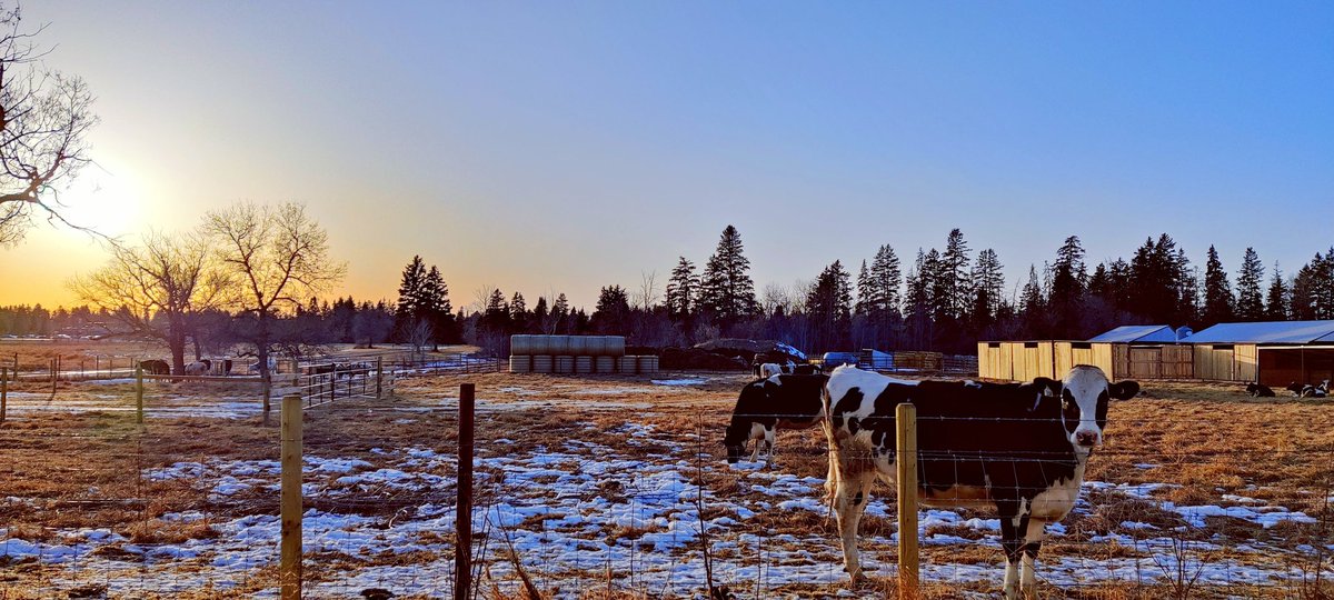 My gal Bessie and her crew have been keeping me company on my commute for the last few months. They keep me mooving if my legs are tired. Pic from February ☺️.
#yegbike