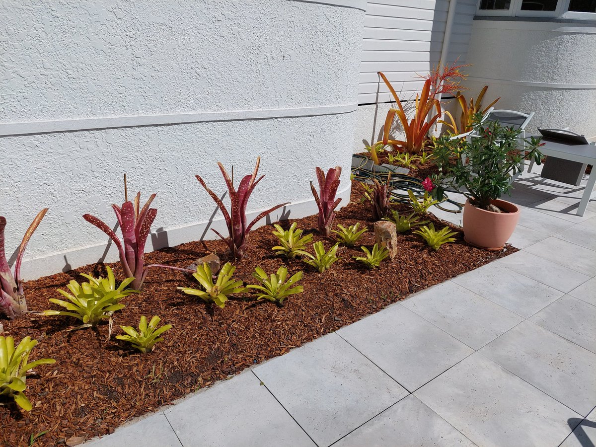 For those curious, I'm going to put sleepers as edging along the side of the driveway and then turn this into a garden of bromeliads.. something like this.