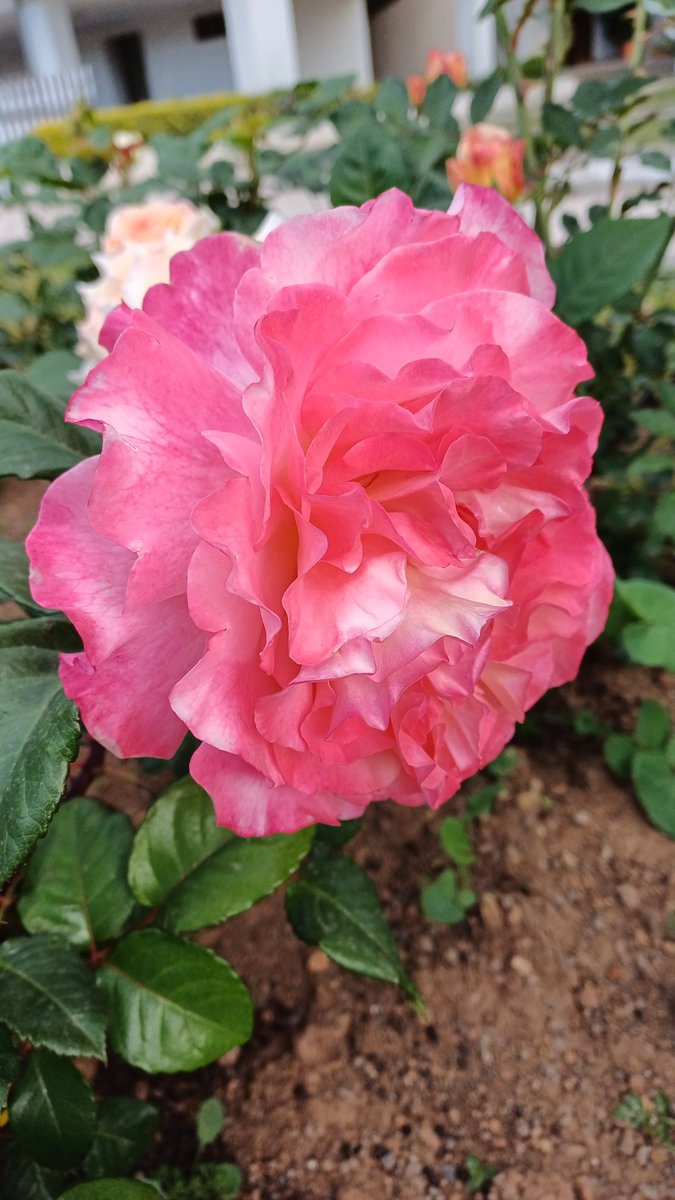 56audrey57's tweet image. Goodmorning tuesday. 
#PinkRose for us.
#AngPresidenteLeniRobredo
Happy Birthday! #Salamat 
Punuin ng #Pink ang wall🤗🤗