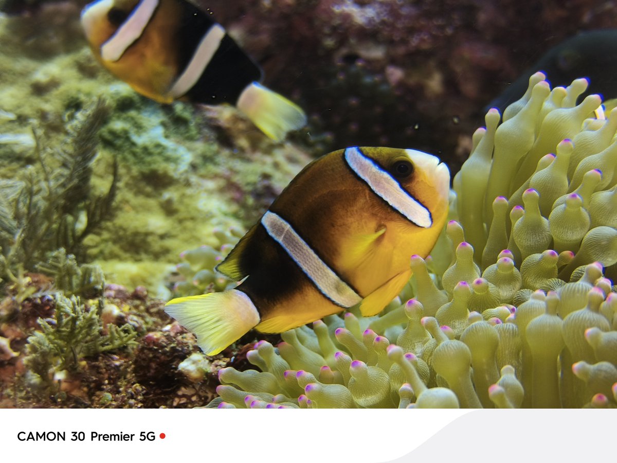 tecnomobile's tweet photo. Explore the magical underwater kingdom to capture the wonders in the tropical submarine world. Shot on TECNO #CAMON30Premier5G.
#DualChipsVideoMaster #ExtremeAdventureExtraordinaryCapture https://t.co/A3BvZr8Gq1