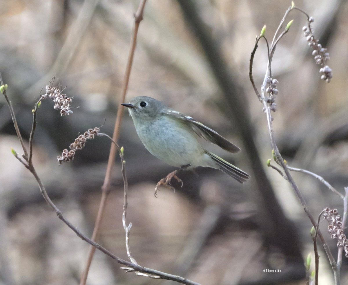 Ruby-crowned Kinglet We have both kinglets (ruby and golden crowned) back on Long Island. #birds #birding #birdwatching