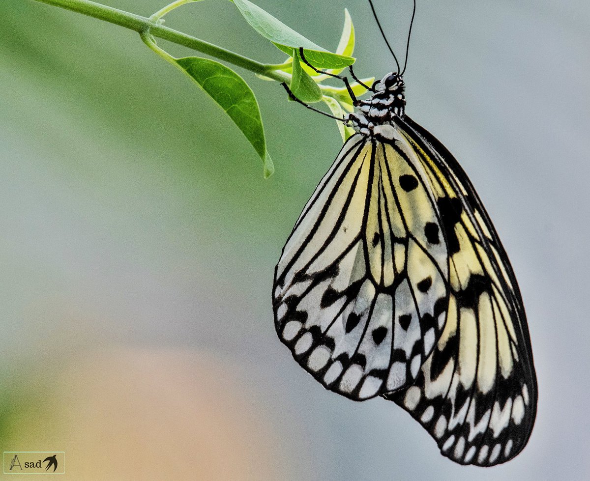 Large tree nymph butterfly for #TitliTuesday #IndiAves