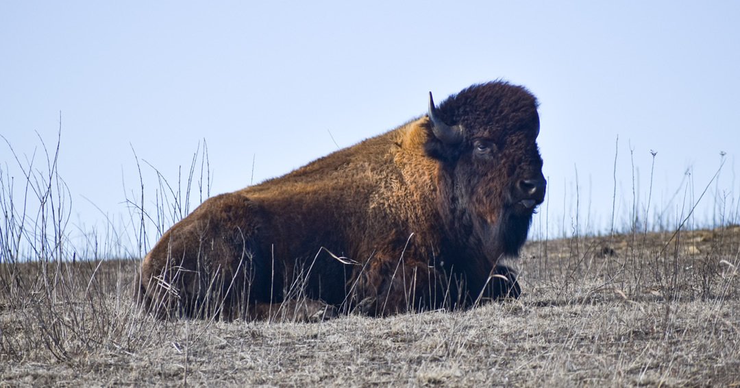 The Devil's Architect || One of the Creator's Favs tweet media