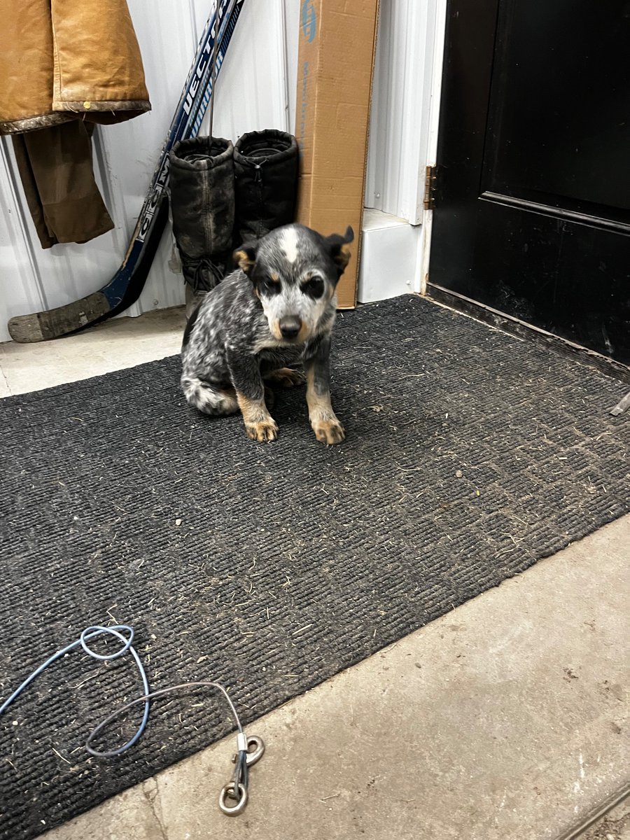 WilliamsMaston's tweet photo. Purebred blue heeler male to give away 12 weeks old. Will make a very nice companion dog! https://t.co/zLPRd1san2