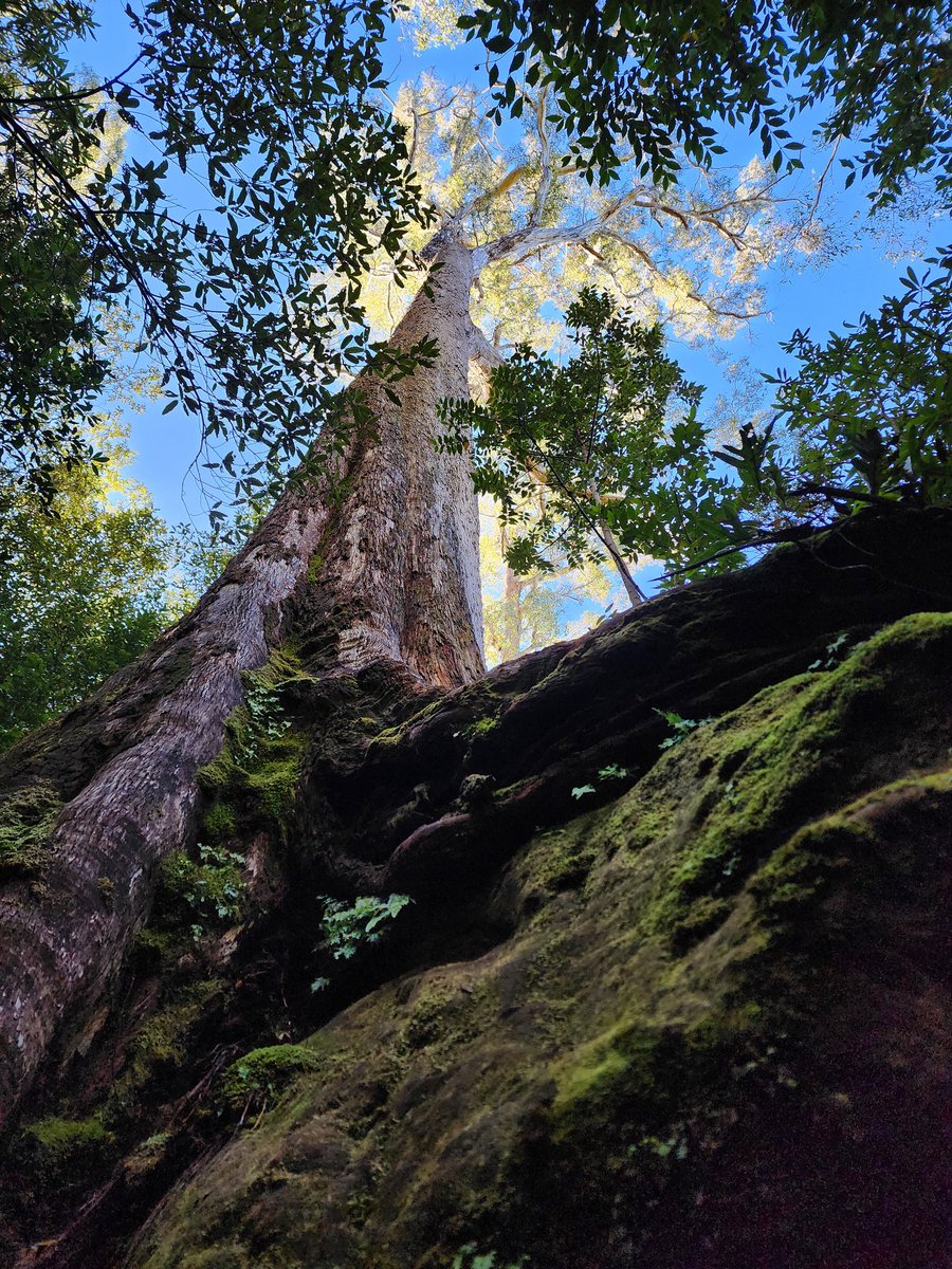 Happy #ThickTrunkTuesday from the Octopus Tree on kunanyi/ Mount Wellington, above Hobart, Tasmania. 

This enormous eucalypt towers above its peers on the slopes of kunanyi, but the most remarkable feature is its many buttressed roots, engulfing an equally massive boulder.