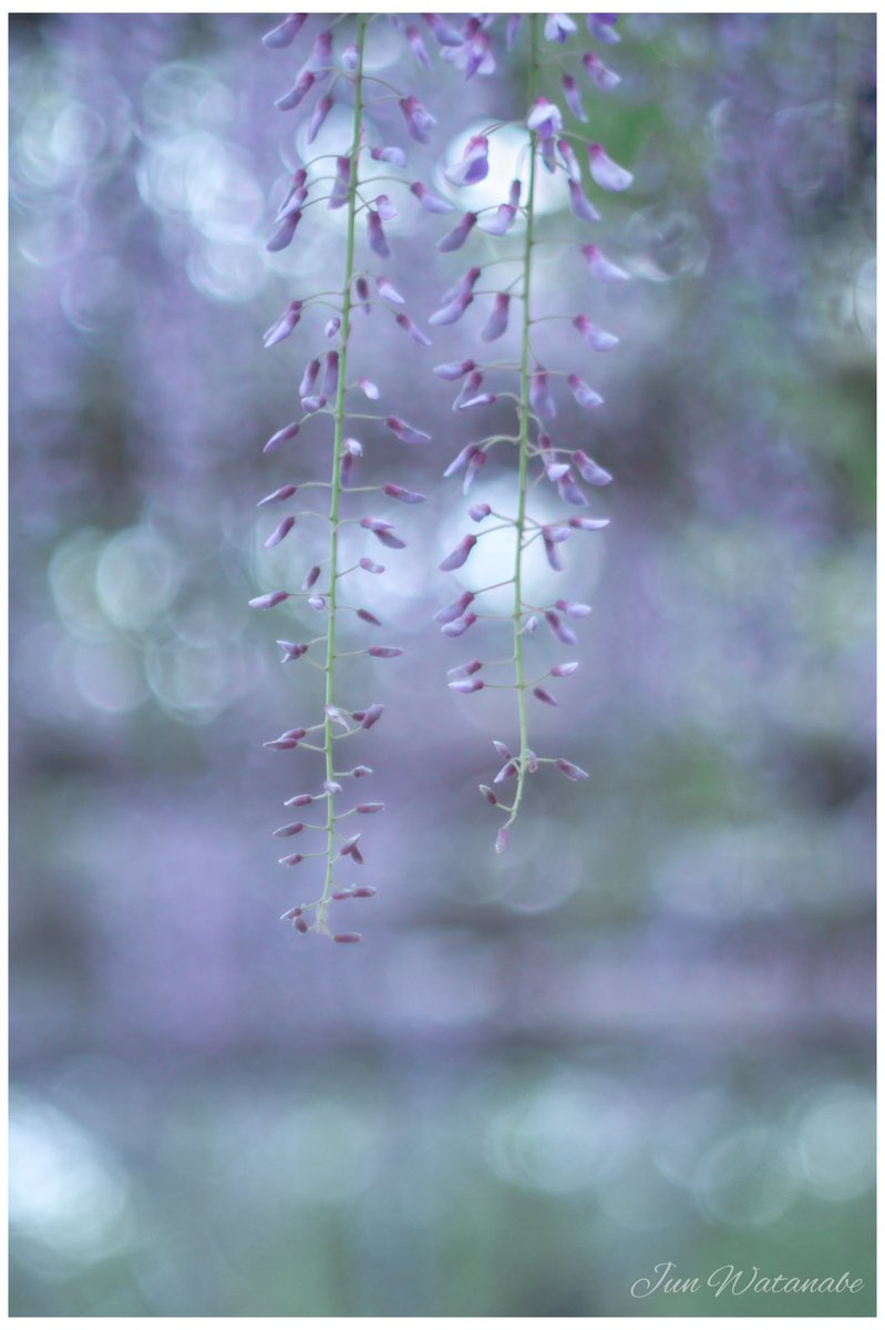 Camera:Panasonic Lumix DC-GX7MK3 Lens:PETRI C.C Auto 55/1.4 #snapshot #flower #flowerphotography #naturephotograhpy #landscapephotography #oldlens #lumix #花 #藤 #スナップ写真 #オールドレンズ #カメラ好きな人と繋がりたい #写真好きな人と繋がりたい #キリトリセカイ