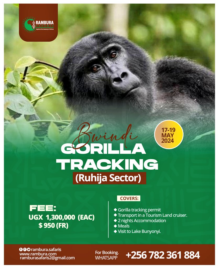 Ramburasafaris's tweet photo. Have you ever visited the Mountain Gorillas?

Please don't miss this opportunity. 

Join us, next month as we tour Bwindi Impenetrable Forest.

#TourWithRambura https://t.co/WHf7b5qj4s