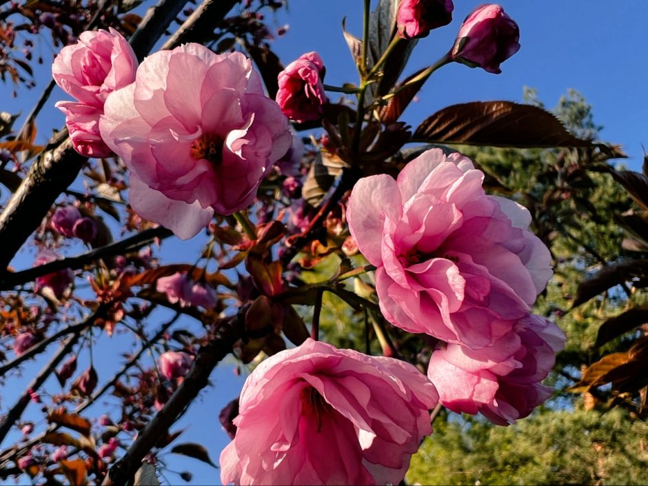 Hello my dears!  ❤⚘☕
I can’t answer yet 
- I’m not at home.  
I am sending you a beautiful Belarusian sakura flower.  
Hope to be back soon...