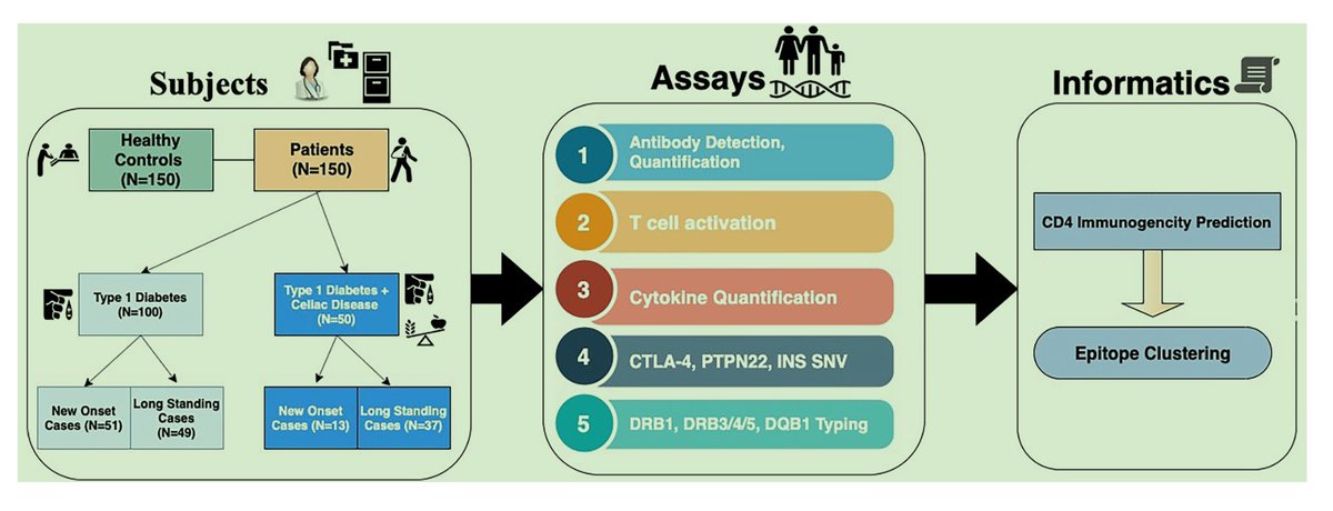 #NewPublication
We report genetic & immune links between type 1 diabetes and celiac disease, esp in North India.

11-13.5% of #T1D kids also had #CeliacDisease.

Shared HLA variants, similar autoantigen sequences, & more immune dysregulation in those with both conditions.