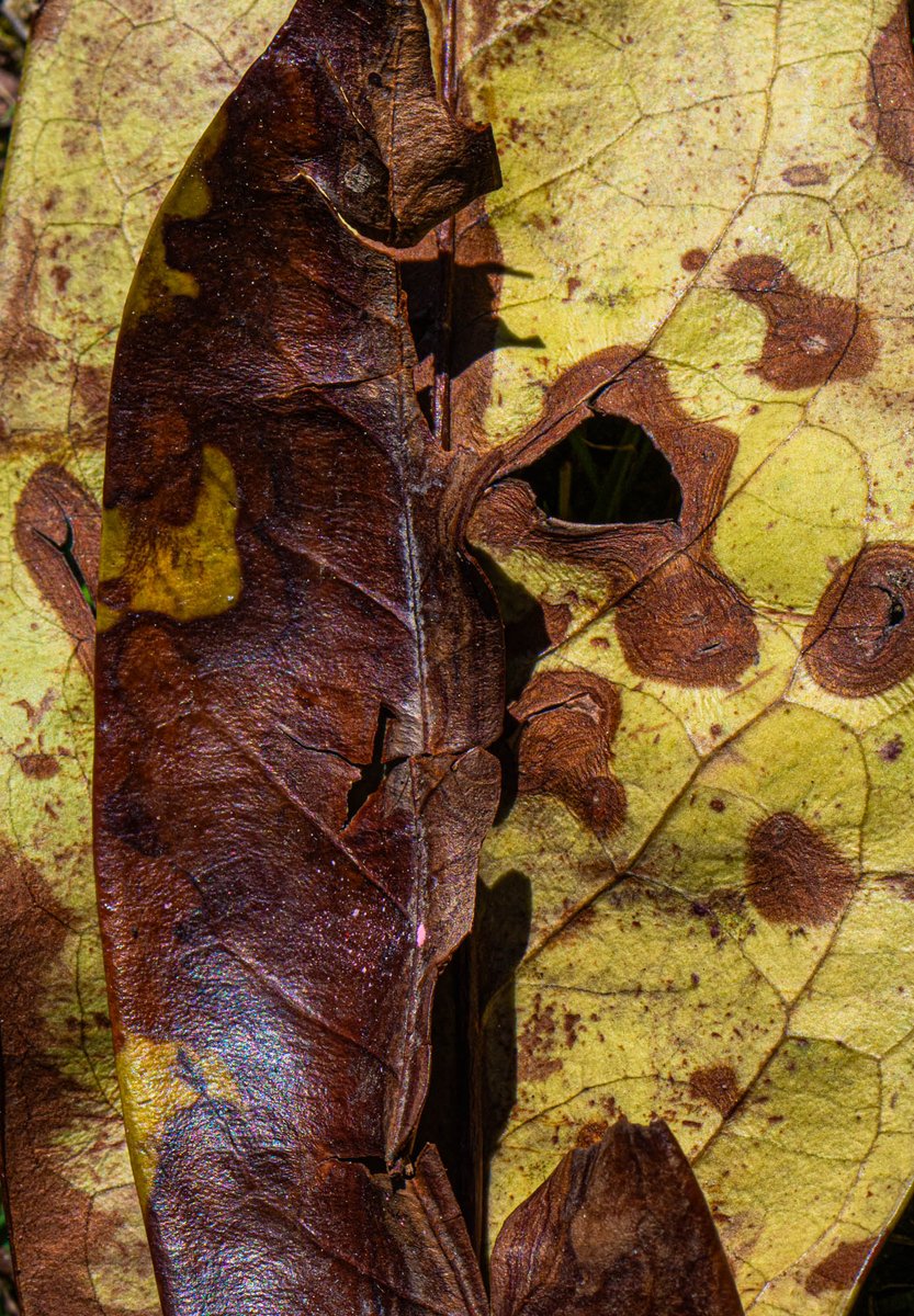 MarksGonePublic's tweet photo. I don't mind telling ya all that I am totally entertained just looking at nature. P.S. Its better than Netflix most days :)
1s pic some bug looking at me.
2nd Leaf looking like a human body
3 and 4  face looking back at me. 
#OKIknowIamStrange #OddThingsIDo https://t.co/GCYh1tAzCO