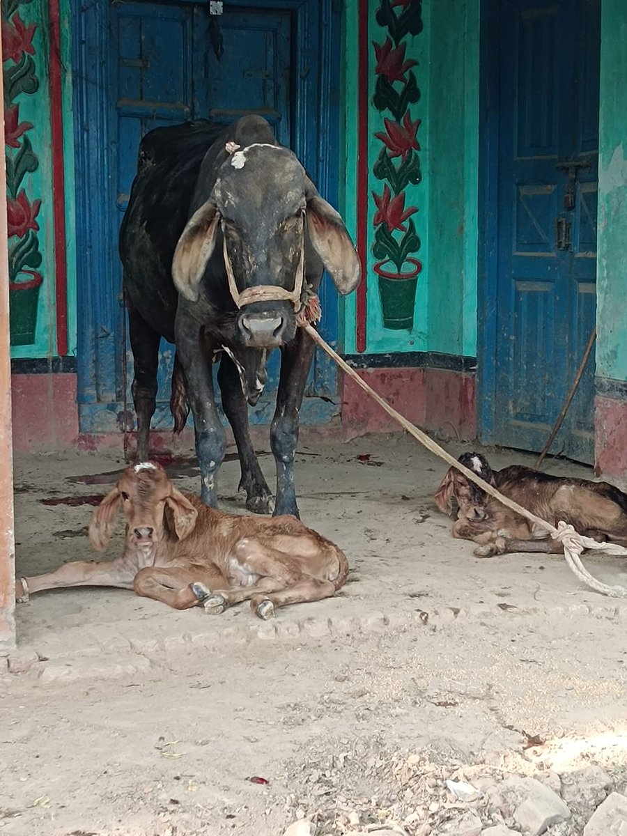 आज हमारे यहां ग्राम सभा गोसलपुर में मित्र अमर सिंह बूथ अध्यक्ष (भाजपा) के यहां गौ माता ने जुड़वा लक्ष्मी जी को जन्म दिया है🌷