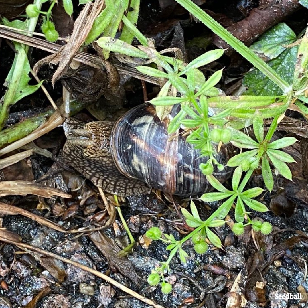 You can tell the age of a snail by counting the growth rings at the edge of its shell. This resident beaut at Seedball allotment is at least 10!!! #mollusc