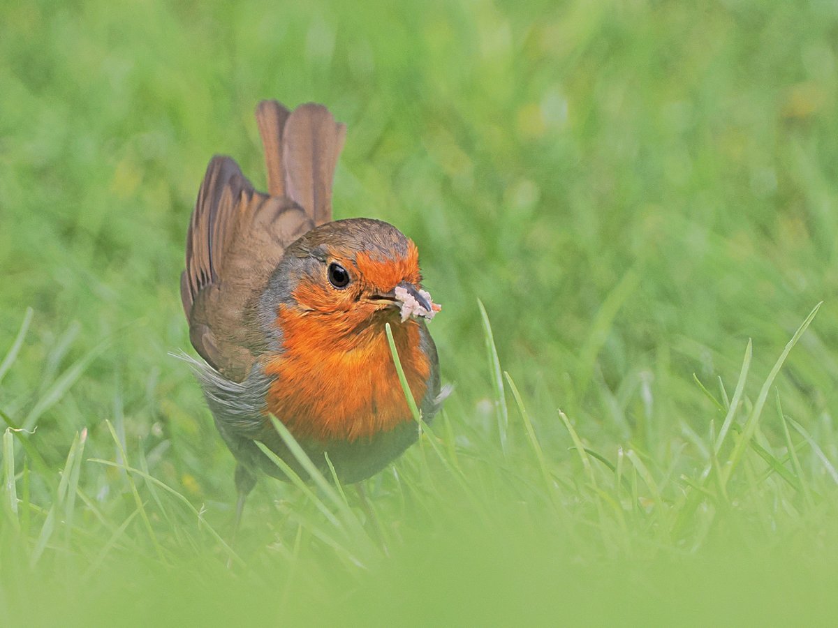 Mouths to feed. Robin - photographed 17 April 2024. #MyGardenBirdPhotography