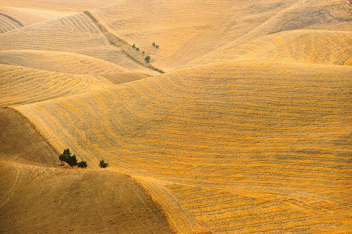 Harvested wheat fields - Sicily -