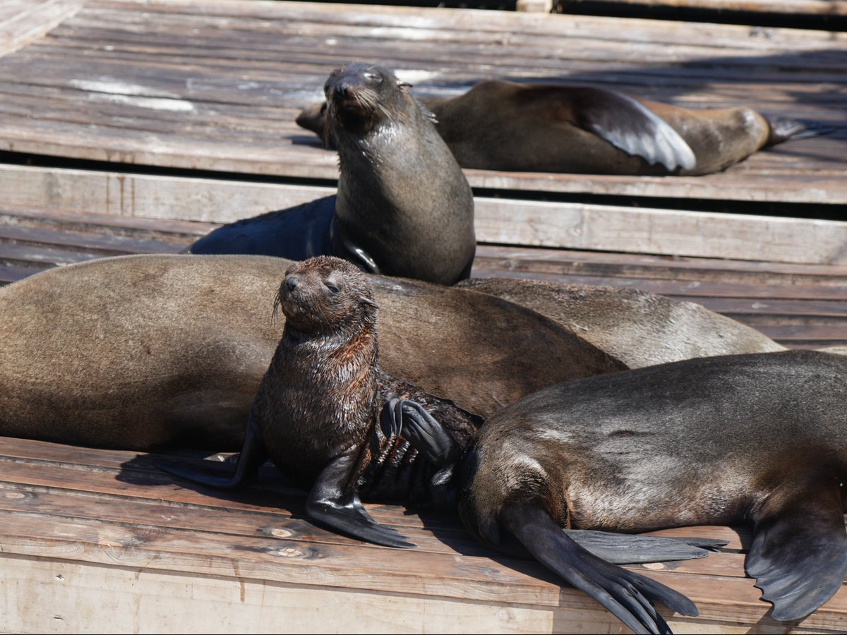 Did you know that Cape fur seals can live for up to 21 years? 🦭

Next time you're at the Seal Platform, try and guess how old each of the Cape fur seals is! 🩵

#twooceansaquarium #capefurseal #sealrescue #ocean