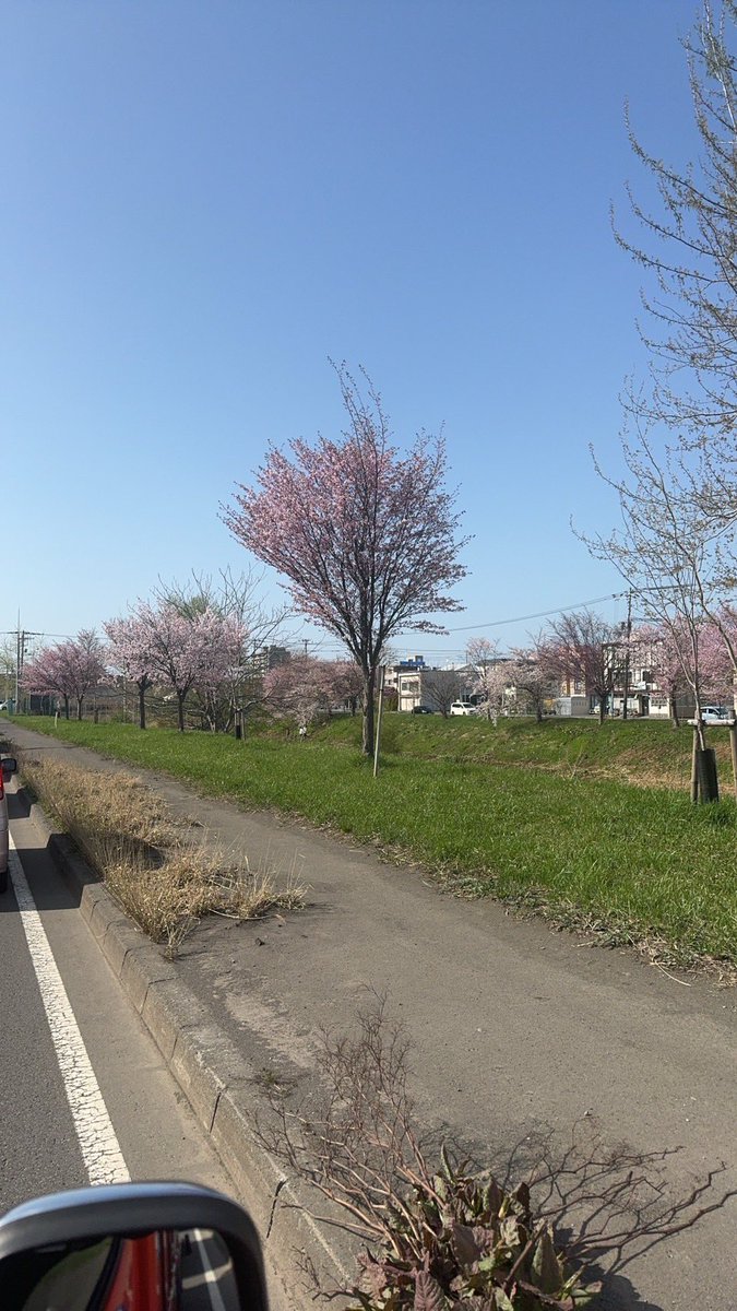 札幌も桜が咲いた🌸🙌
今日は久々に暖かいよー☀️