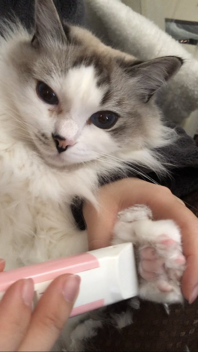 moca__ragdoll's tweet photo. 〜処理中〜 https://t.co/LNcbYs2cTW