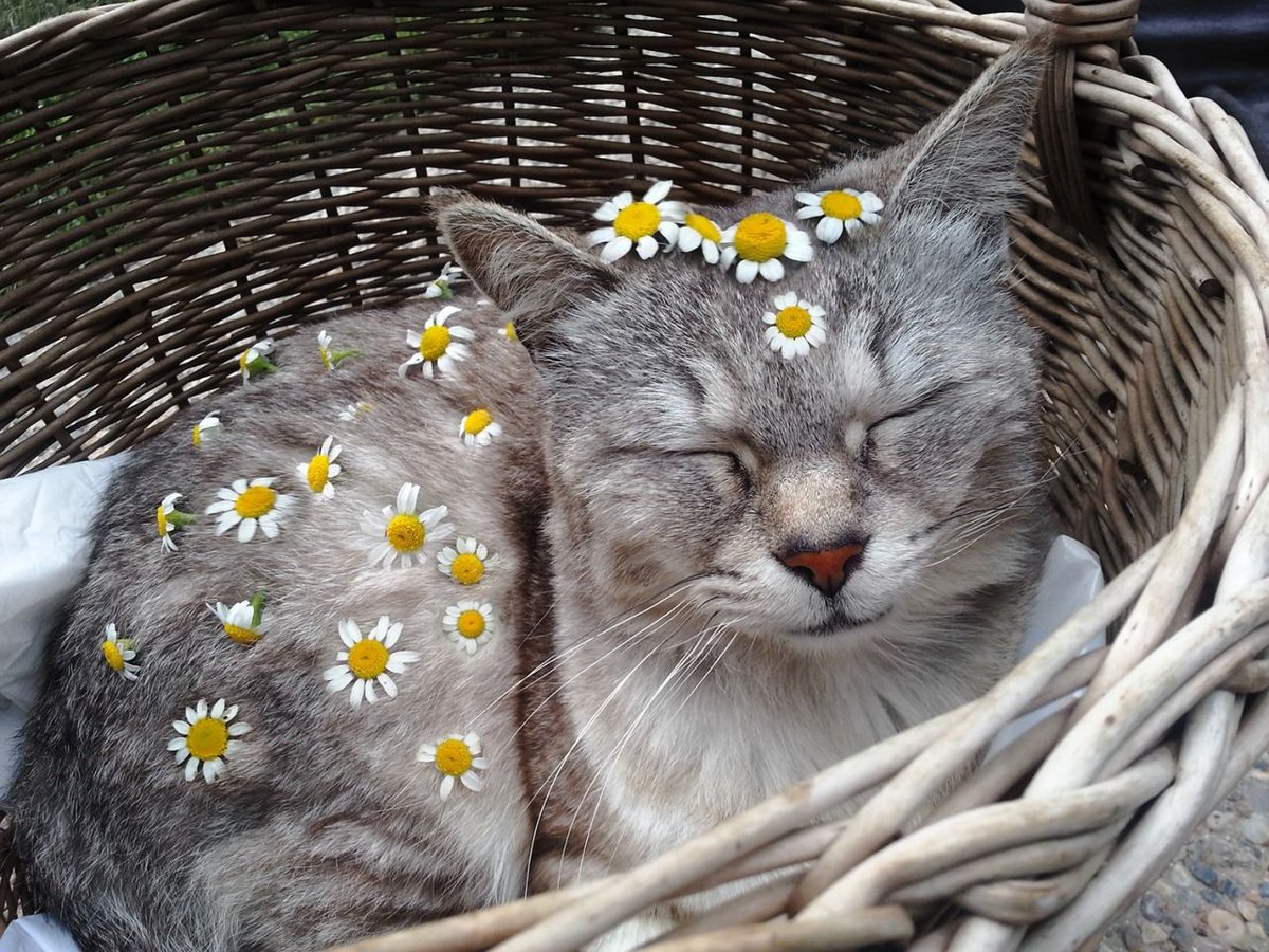 Owner covered her cat in flowers