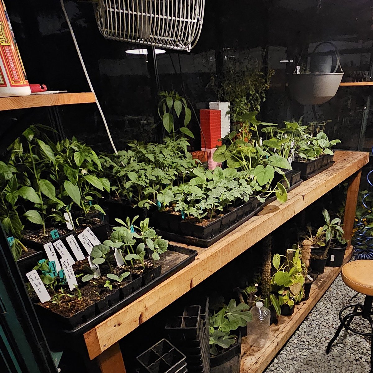 Late night greenhouse sessions >>>