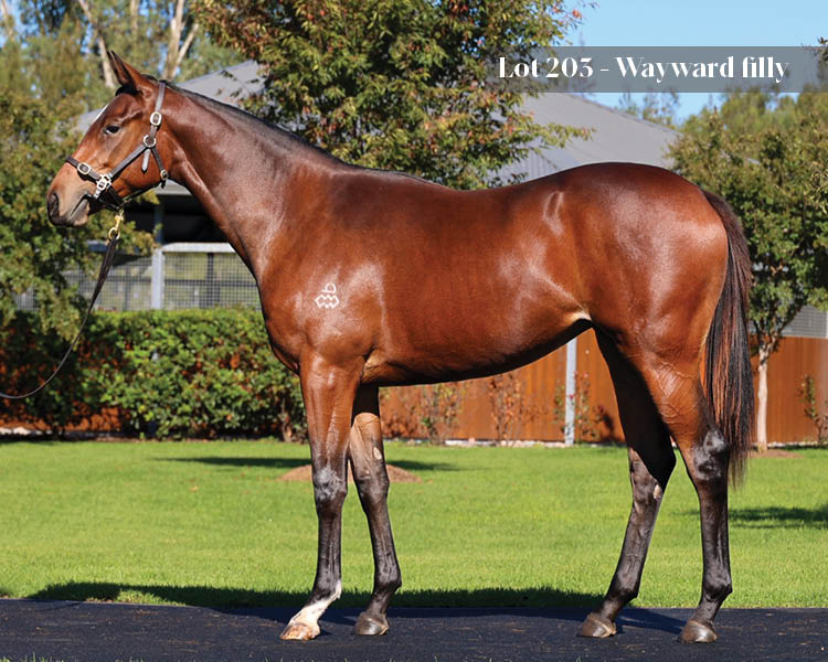 ArrowfieldStud tweet picture