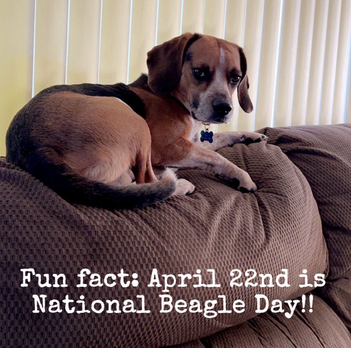 EFCidade's tweet photo. As if I needed an excuse to post more beagle pictures?

#NationalBeagleDay 🐶 https://t.co/ESiheTNT4K