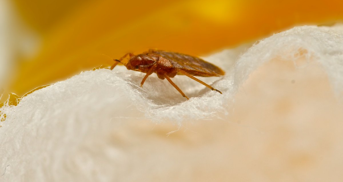 Bedbugs usually get into your home from another place that's infested with them. They might hitch a ride on used upholstered furniture or luggage. Discover how to get rid and prevent them: wb.md/3vXusDV