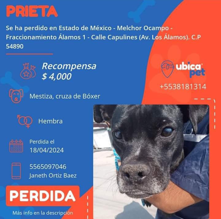 🆘🆘🆘🆘🆘 PERRITA CIEGA RESCATADA DE MALTRATO SEVERO, URGE TU AYUDA PARA LOCALIZARLA. 🟠 PERDIDA 🟠 👉 Más info: ubicapet.com.mx/perdidos/priet… P5421 ▪️Prieta ▪️Hembra ▪️Mestiza, cruza de Bóxer ▪️Negra ▪️Estado de México ▪️Melchor Ocampo ▪️Fracc. Álamos 1