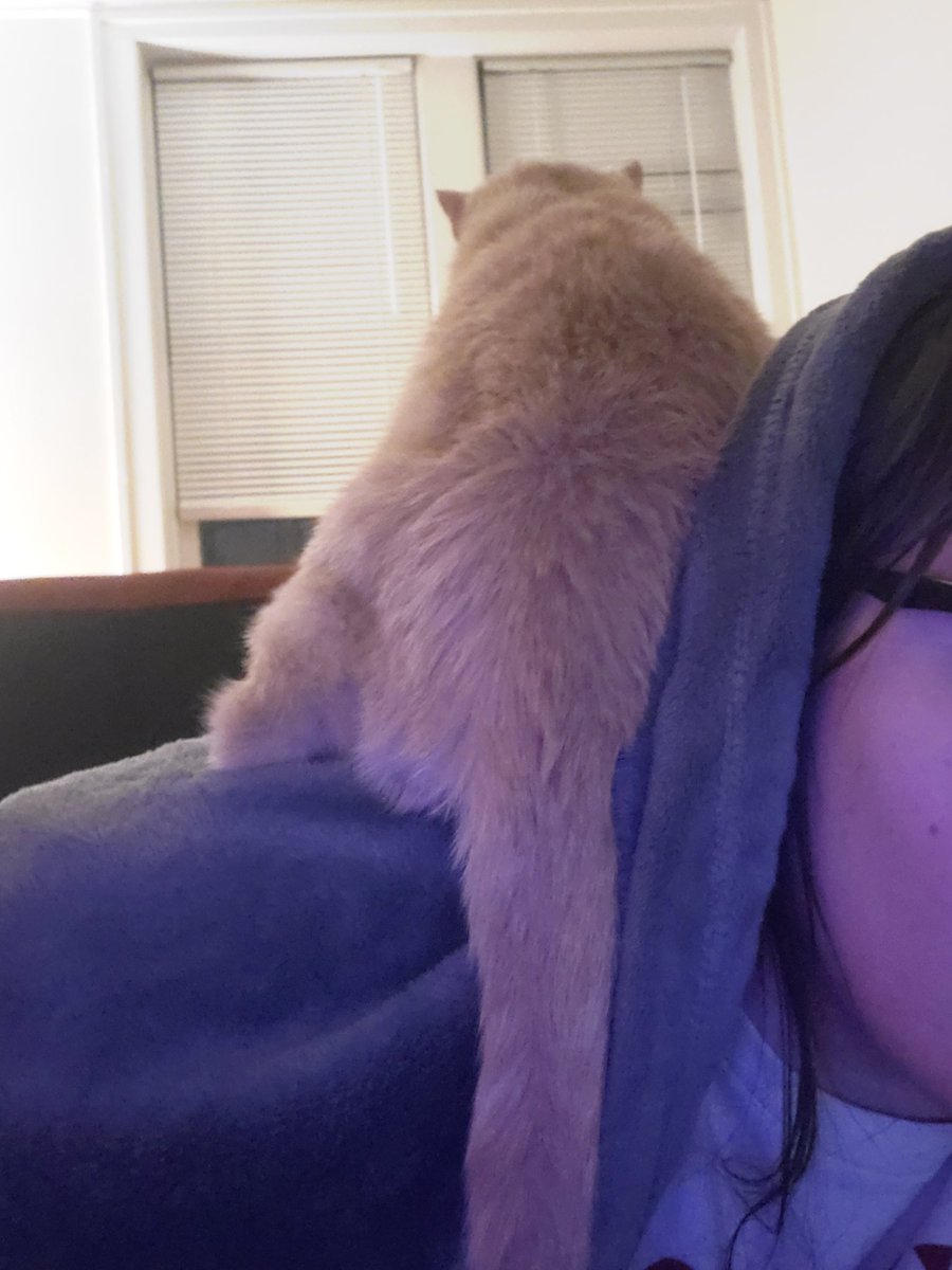 parroting on my shoulder while i do my homework 🤦‍♂️