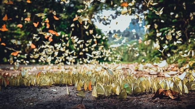 YAdiyil02's tweet photo. Cuc Phuong Forest, Ninh Binh - wonderland  

Butterfly season in Cuc Phuong forest is the time most people look forward to.  

Cuc Phuong forest has about 400 different species of butterflies, with all colors and sizes, including phoenix butterflies, star butterflies, phalaenopsis... Among them, the most popular in Cuc Phuong garden are white butterflies. , butterflies like to roost in damp, puddles or muddy places.  

According to the experience of many people, tourists should come to Cuc Phuong on weekdays, because on weekends or holidays it is very crowded and the butterflies are easily dispersed. In particular, come on sunny days after rain, when butterflies appear the most, sparkling in the sunlight. They will fly out of their hiding place, creating a colorful picture. Warm, sunny areas with moist soil are where butterflies gather the most.  

To take beautiful pictures with butterflies, you need to move gently, without making noise.... and you will get great pictures.  Cuc Phuong forest has many activities to explore nature, admire different ancient bamboo trees and lanterns. Visitors can participate in camping or visit the conservation area for wild plants and animals, as much as they like..