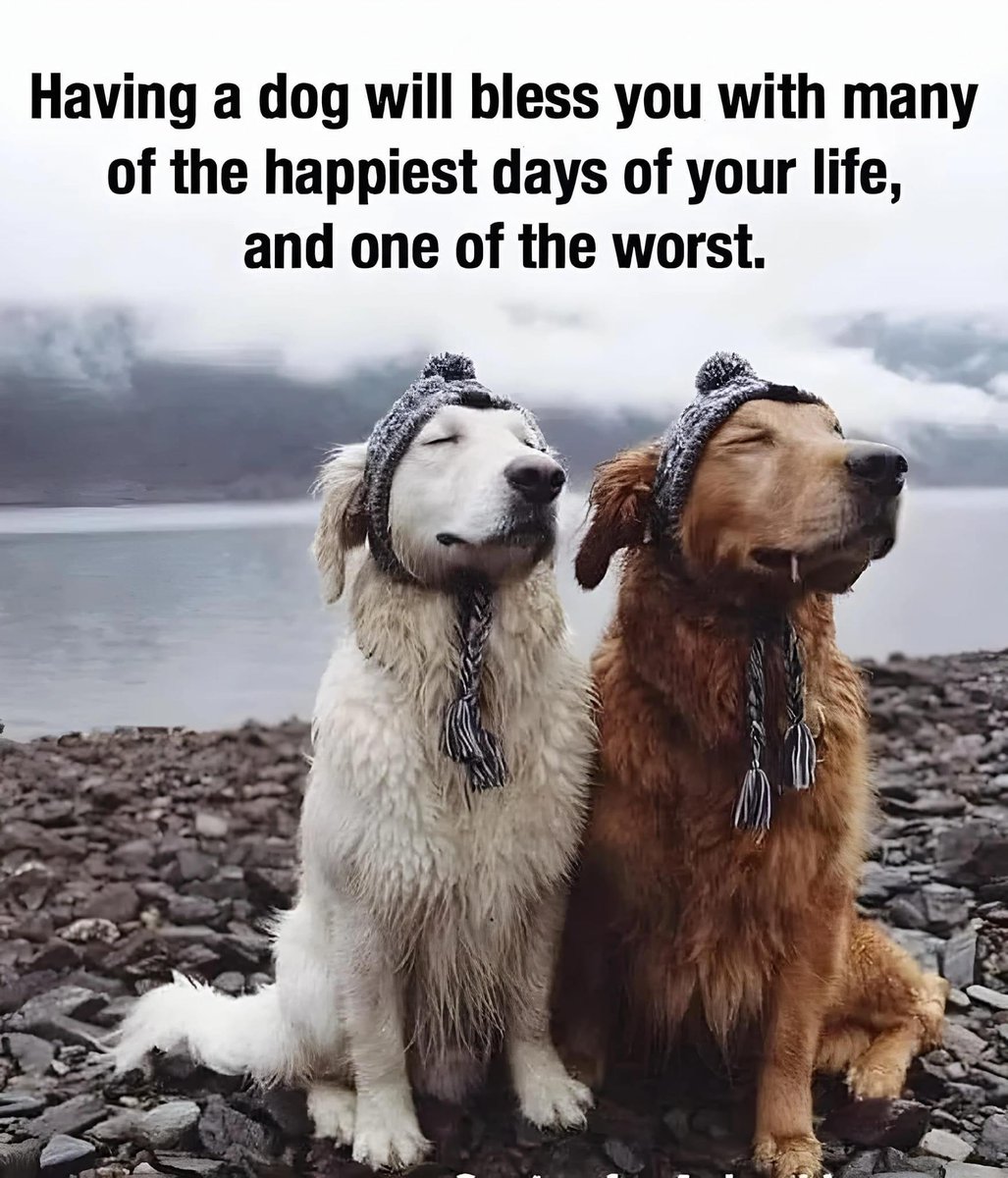 🐾💔😭💔🐾
TRUTH! 
I can not imagine getting through life’s toughest times without dogs. The hardest part of loving your dog is the day you must say good bye.
#GoodDogsDontLiveLongEnough
#Dogs #IloveMyDog
