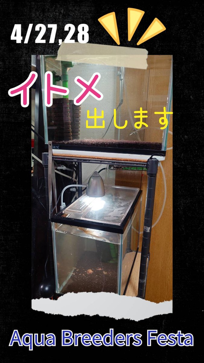UdyZm's tweet photo. ヤバい、週末の「アクアブリーダーズフェスタ」の準備が全然間に合ってない(꒪∆꒪;)
とりあえず今年もイトメ出しますのでどうぞヨロシクお願いします
(*´艸`*)♡ https://t.co/hMd4z6iOni