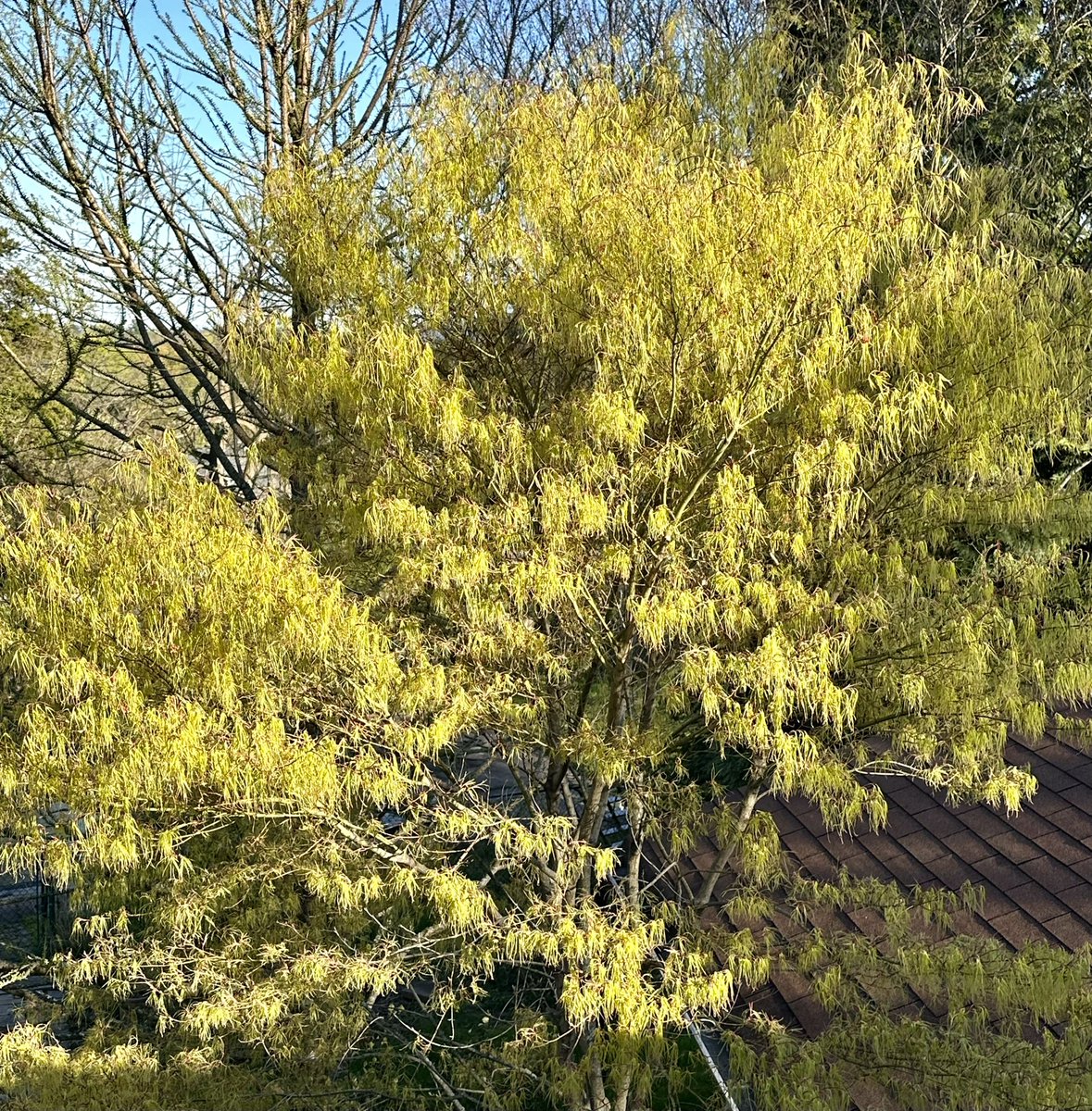 Deshawn68882369's tweet image. Japanese maple Koto no ito @ThePhotoHour @cameralab21 #springtree #springtime #Spring2024
