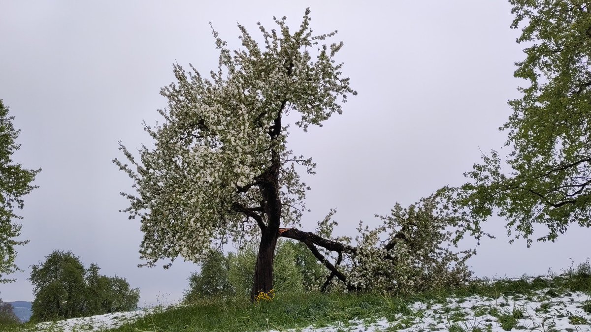 Meteorological extremes jeopardise crops.
Food is becoming even more expensive. Climate change is a social explosive.
Fortunately, we're not running out of money for cat food any time soon.
 #CatsOfTwitter #CatsAreFamily #CalicoCrew #Switzerland #Katzen 
twitter.com/Chaos_Wanderer…